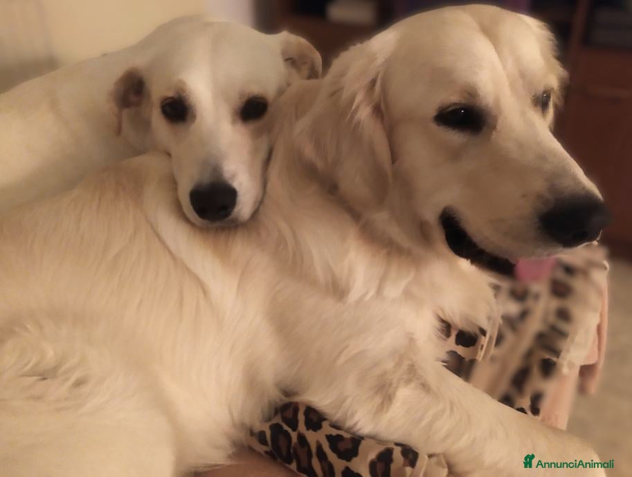 Golden Retriever cani Golden Retriever Cuccioli Disponibili - Annuncio 9