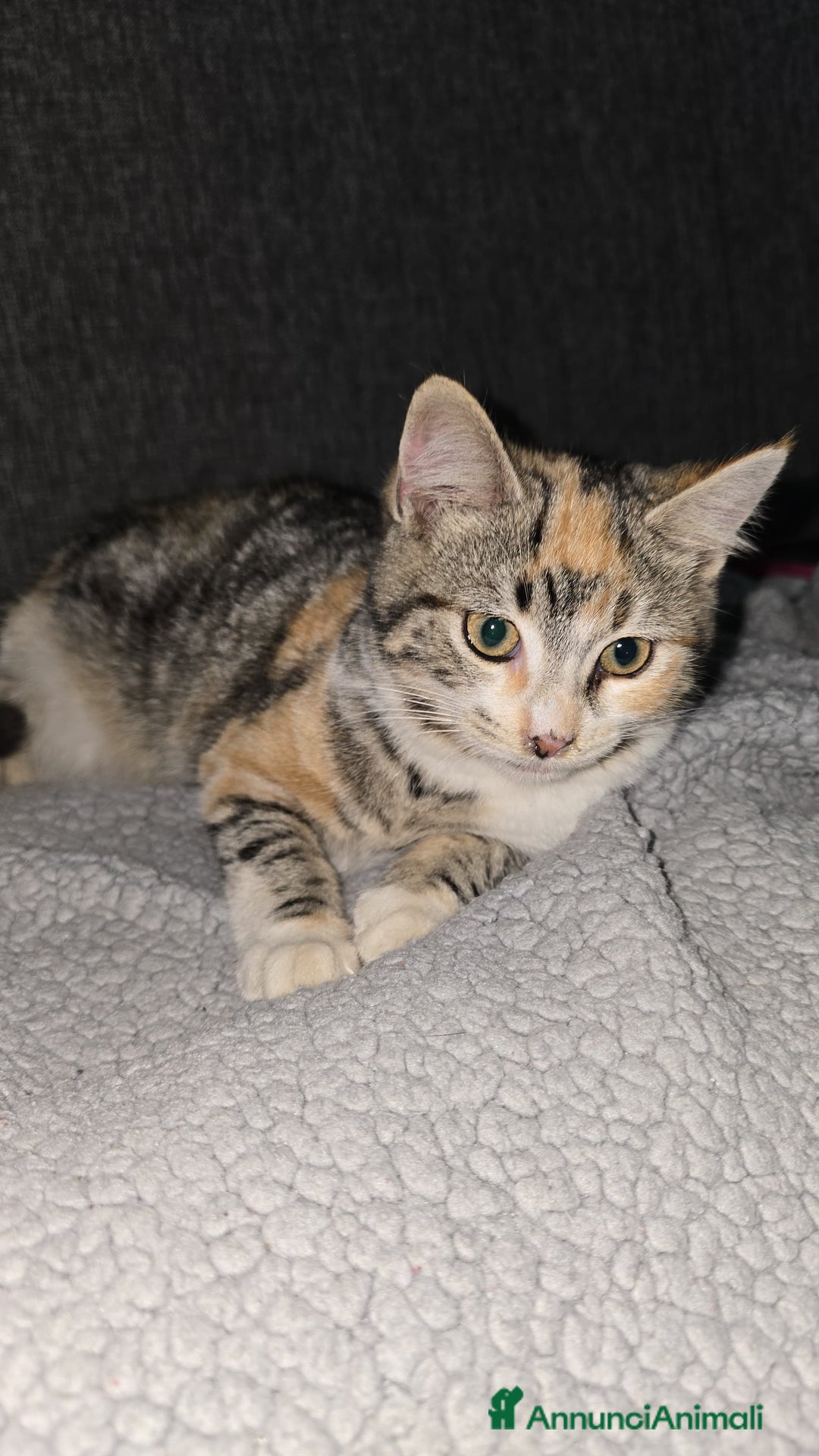 Altre razze gatti in regalo: GATTINA - Annuncio 1