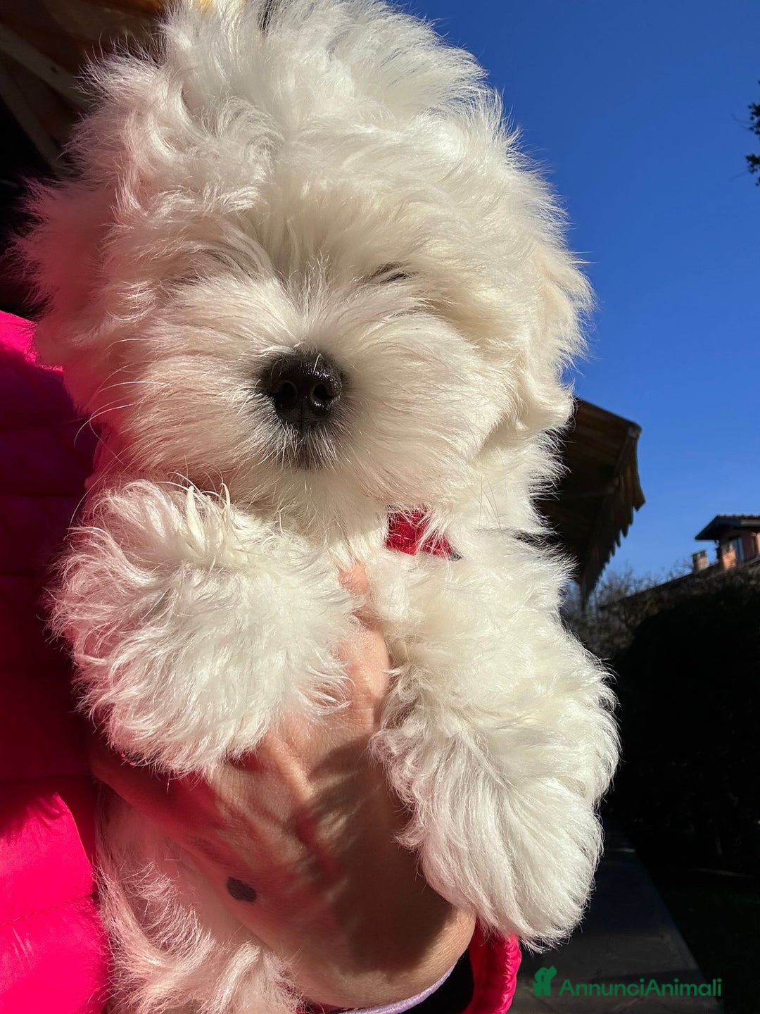 Maltese cani in vendita: Cuccioli di maltese con pedigree ENCI  - Annuncio 9