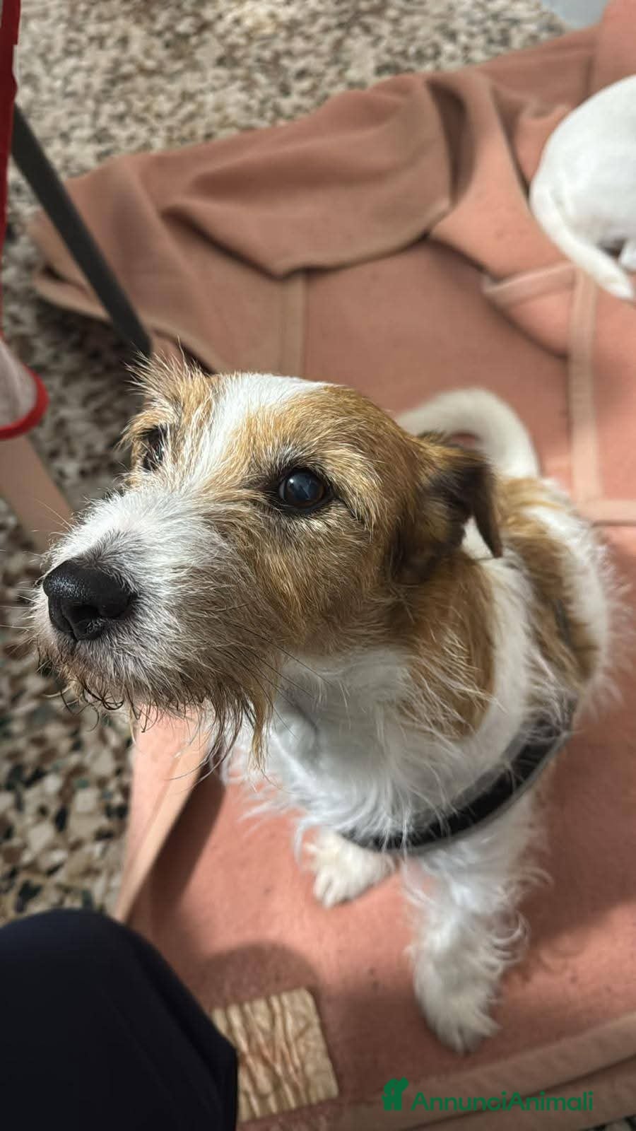 Jack Russell cani ADOZ.DEL CUORE URGENTE!!!: 2 nonnini INSEPARABILI  - Annuncio 1