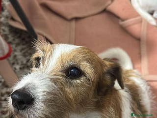 Jack Russell cani ADOZ.DEL CUORE URGENTE!!!: 2 nonnini INSEPARABILI - Annuncio 2