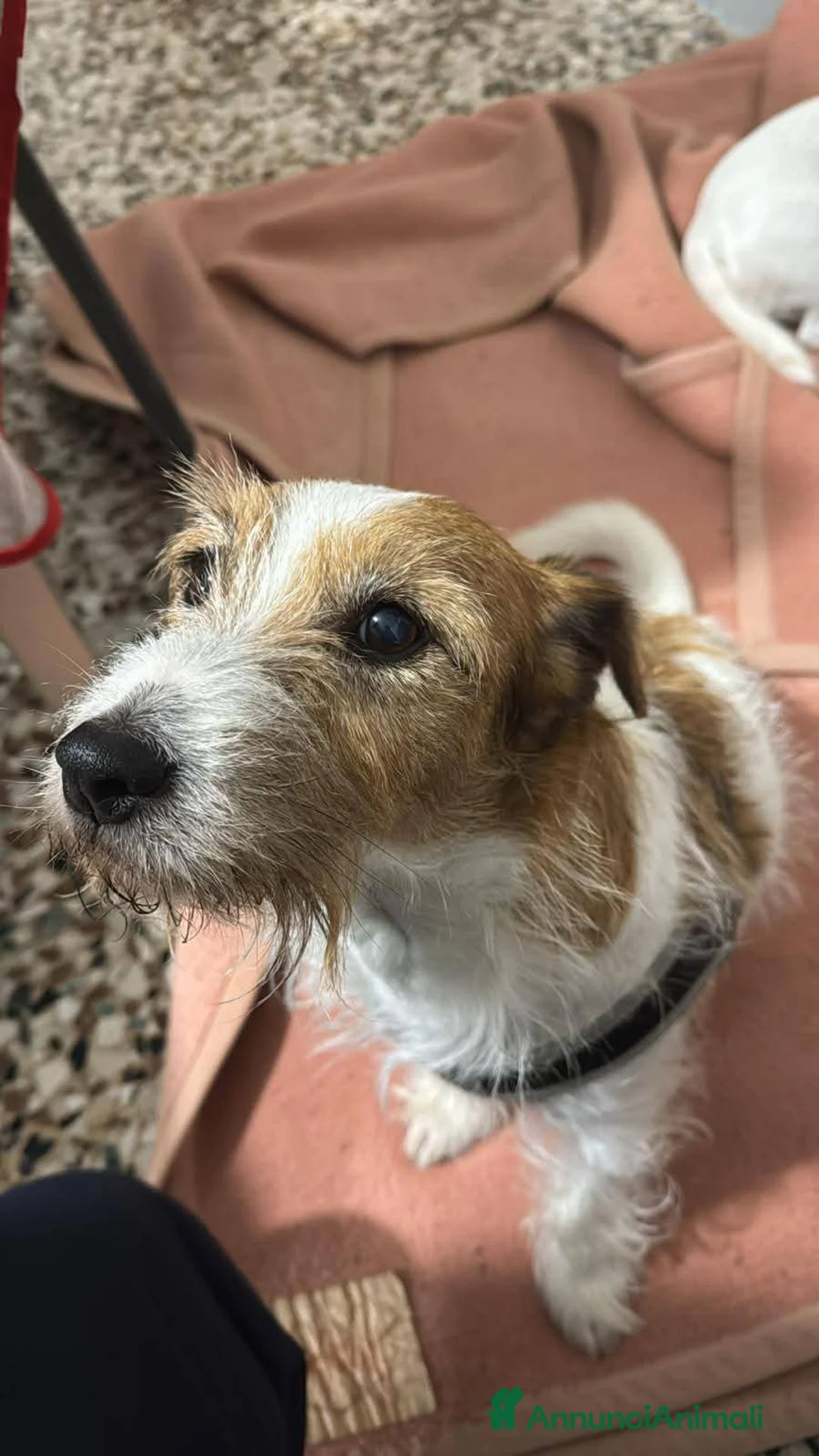 Jack Russell cani in regalo: ADOZ.DEL CUORE URGENTE!!!: 2 nonnini INSEPARABILI  - Annuncio 1