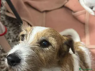 Jack Russell cani ADOZ.DEL CUORE URGENTE!!!: 2 nonnini INSEPARABILI - Annuncio 3
