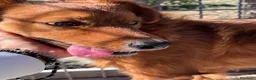 Meticcio cani in regalo: Zito cucciolotto in canile  - Annuncio 7