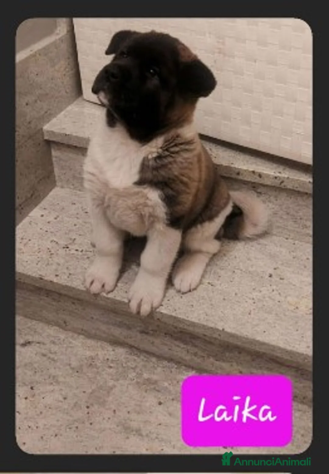 Akita Americano cani in vendita: CUCCIOLI DI AKITA AMERICANO - Annuncio 4