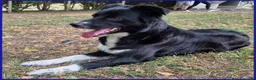 Meticcio cani in regalo: DIETA, MAMMINA SIMIL BORDER 2 ANNI - Annuncio 4