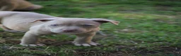 Pitbull cani in vendita: Pit Bull con pedigree anche a rate  - Annuncio 39