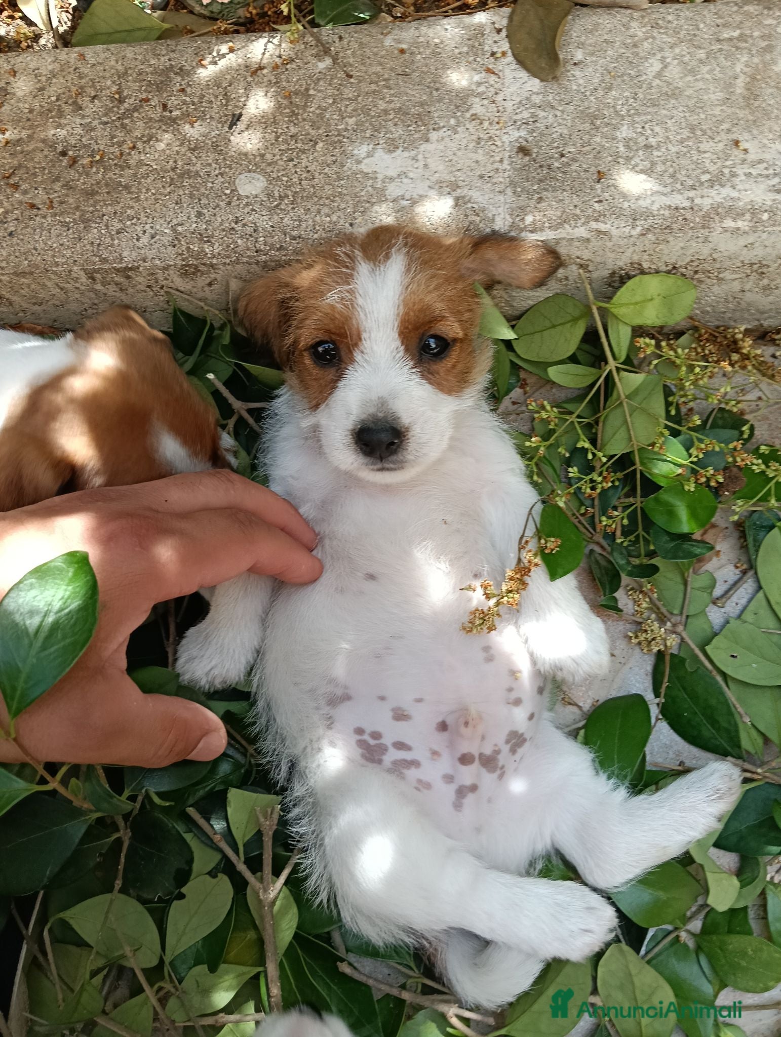 Jack Russell cani Cucciolo di jack Russell pedigree Roi  - Annuncio 6