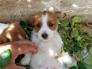 Jack Russell cani Cucciolo di jack Russell pedigree Roi - Annuncio 6