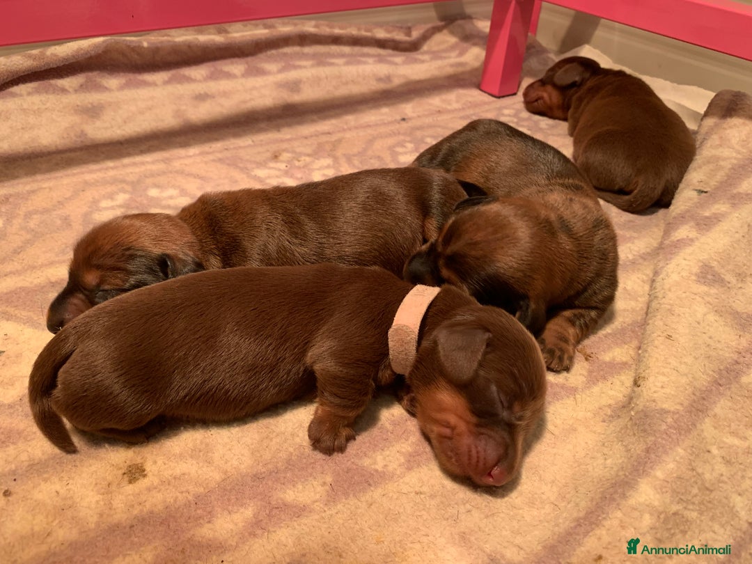 Bassotto cani in vendita: CUCCIOLI BASSOTTO NANO PELO CORTO - Annuncio 6