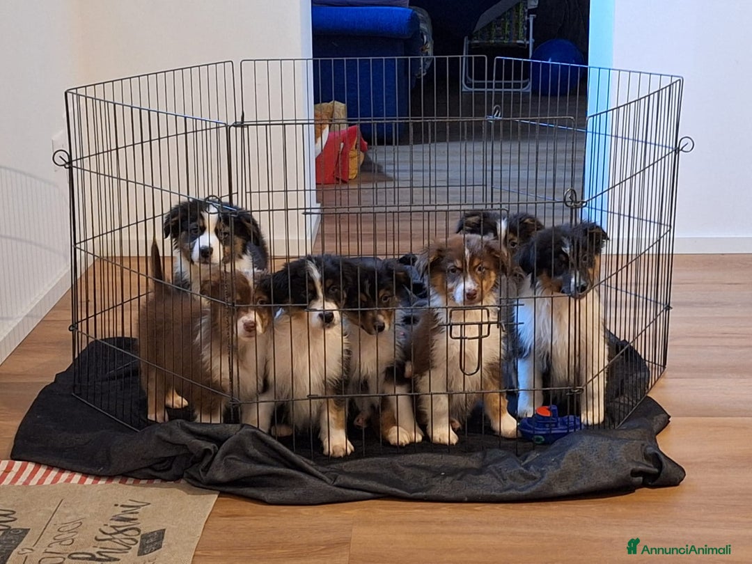 Australian Shepherd cani in vendita: Cuccioli pastore australiano  - Annuncio 6