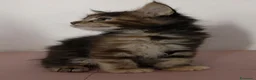 Maine Coon gatti in vendita: Tenera cucciola Maine Coon  - Annuncio 4