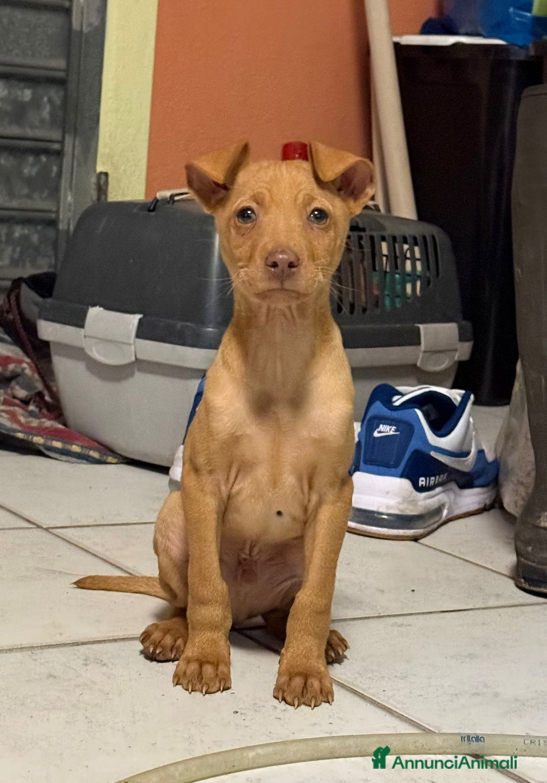 Cirneco dell'Etna cani in vendita: Cirneco dell' etna  - Annuncio 8