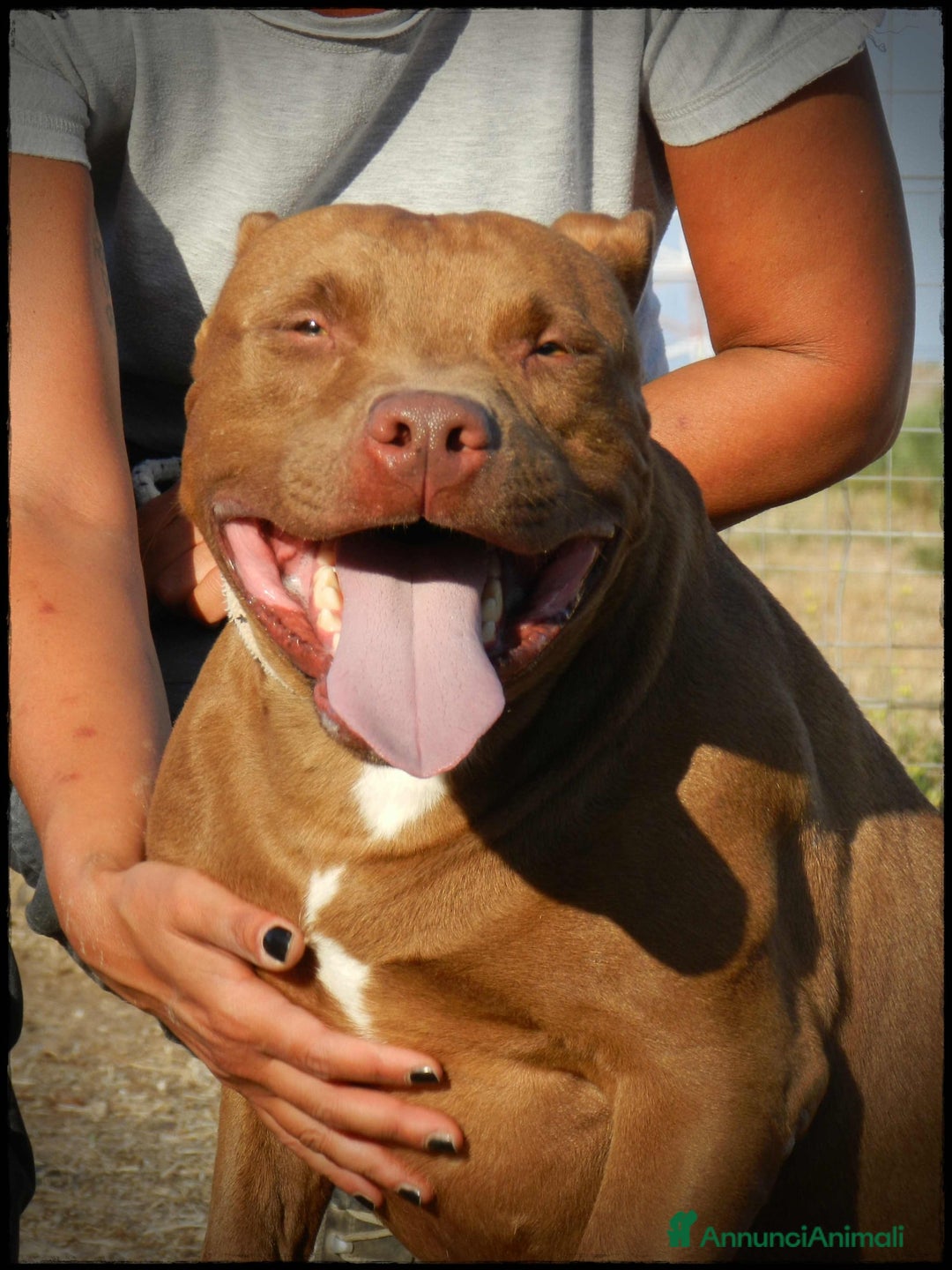 Pitbull cani in regalo: Pasha pit superbravo a Città metropolitana di Milano - Immagine 12