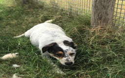 Meticcio cani in regalo: Bronto, un visetto dipinto a mano - in adozione a Provincia di Latina - Immagine 6