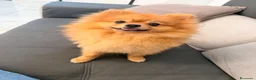 Volpino Pomerania cani in vendita: Pomerania linea americana  a Città Metropolitana di Napoli - Annuncio 5