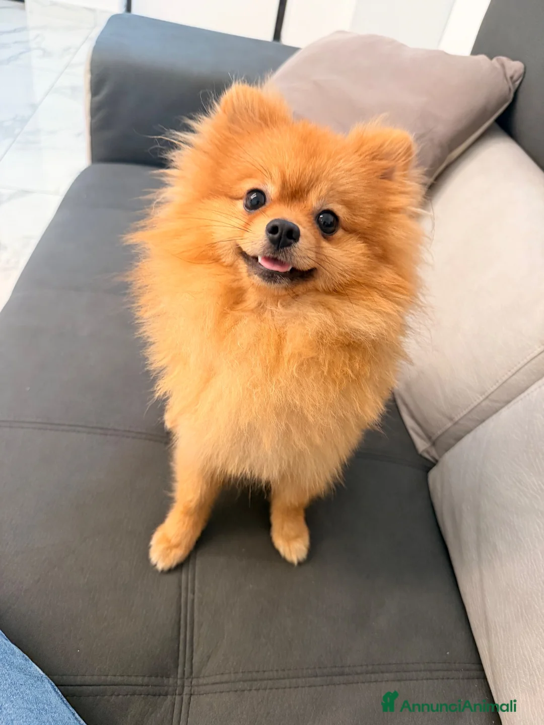 Volpino Pomerania cani in vendita: Pomerania linea americana  a Città Metropolitana di Napoli - Annuncio 5