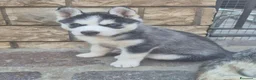 Husky cani in vendita: Cuccioli di siberian husky  - Annuncio 4