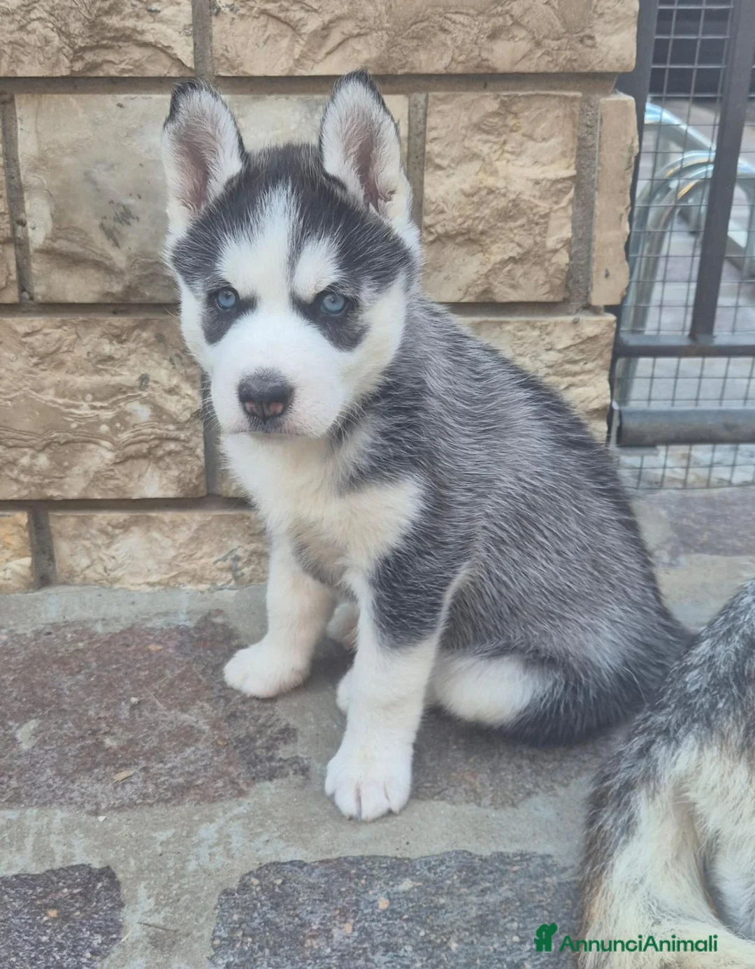 Husky cani in vendita: Cuccioli di siberian husky  - Annuncio 4