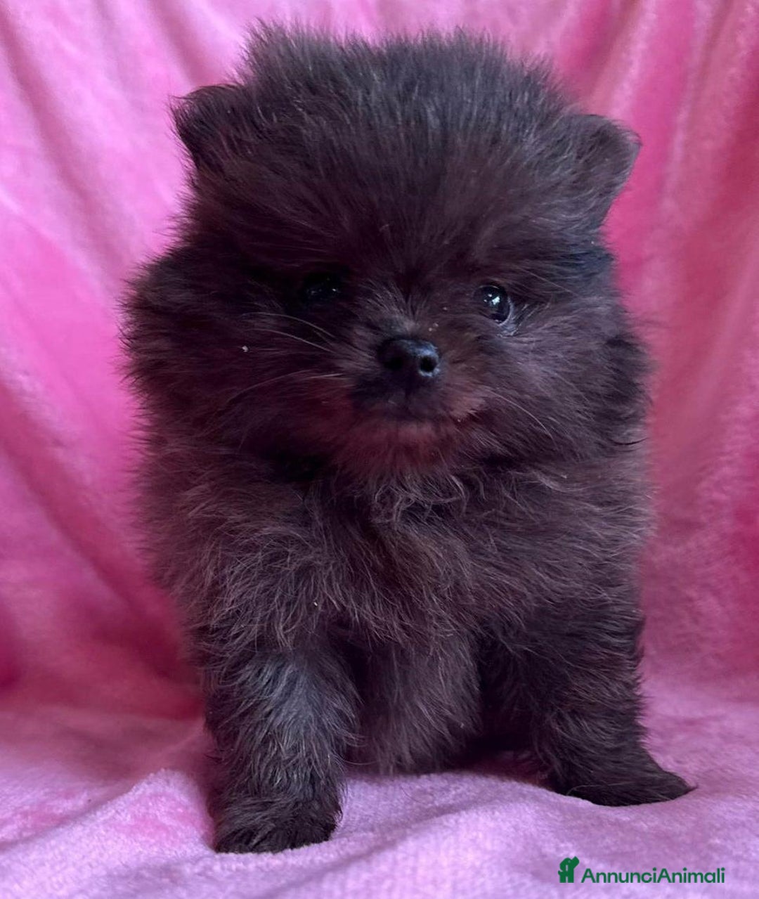 Volpino Pomerania cani in vendita: Adorabili Cuccioli di Pomerania - Annuncio 12