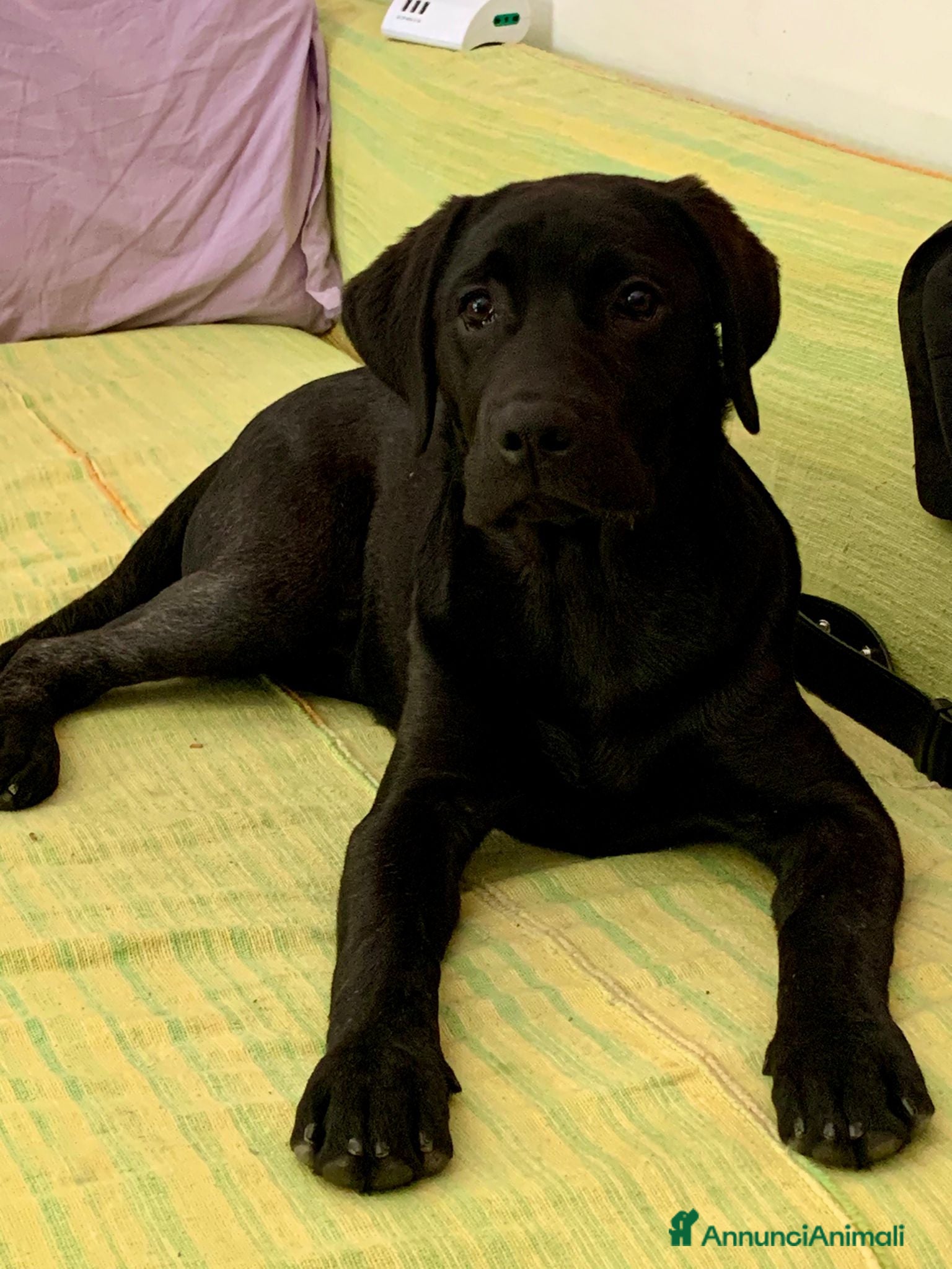 Labrador cani Cuccioli di Labrador Retriever  nwri - Annuncio 1