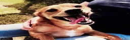 Meticcio cani in regalo: Valentina , simil pincher - Annuncio 7