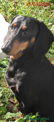 Bassotto cani a Provincia di Rimini - Annuncio 1