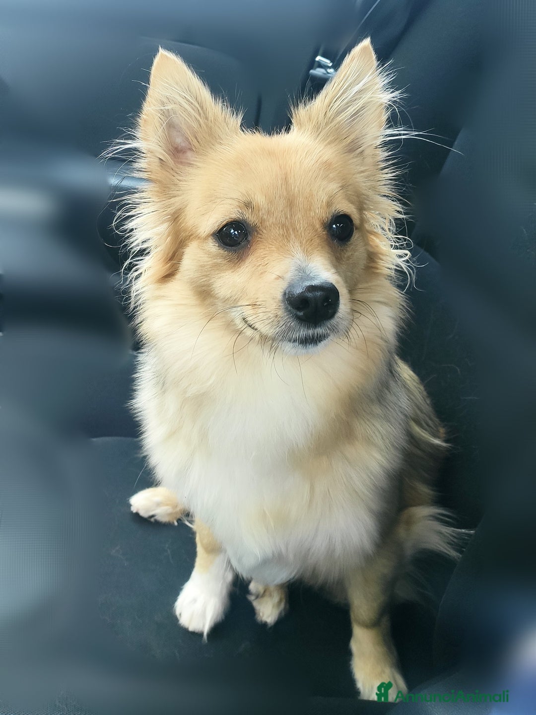 Meticcio cani in regalo: Stella cerca una nuova famiglia - Annuncio 1