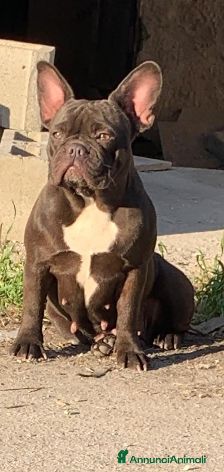 Bulldog Francese cani Cuccioli di Bulldog Francese  - Annuncio 2