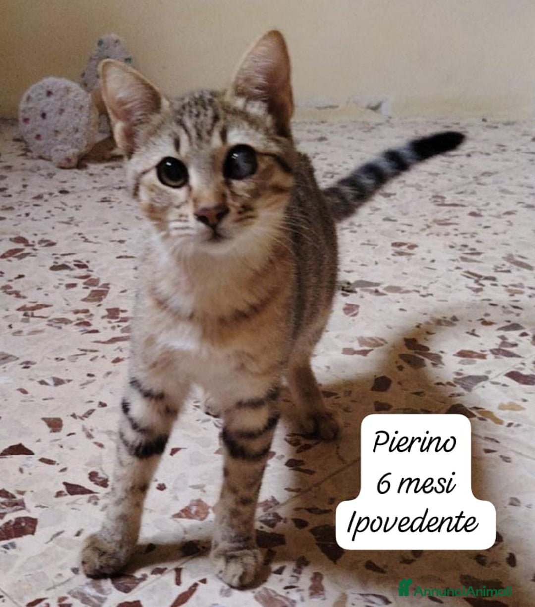 Europeo gatti in regalo: Famiglie cercasi urgentemente per questi micini  - Annuncio 13