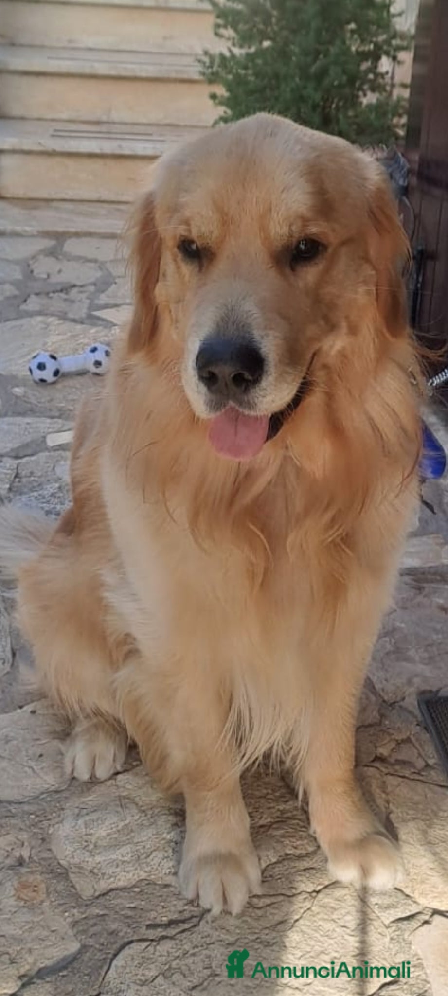 Golden Retriever cani RONNIE DISPONIBILE PER MONTA - Annuncio 3