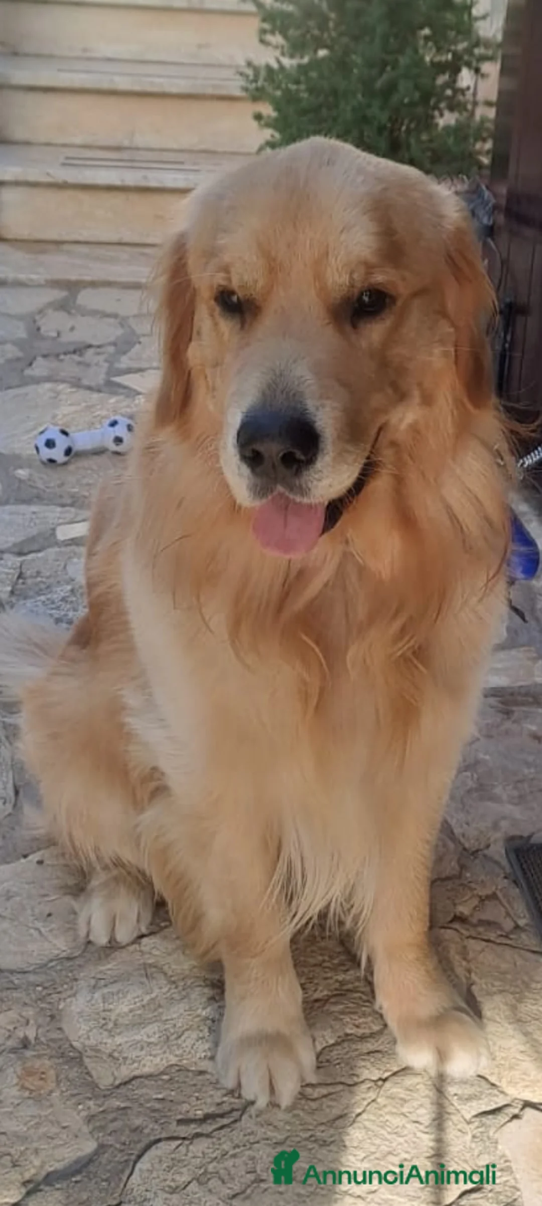 Golden Retriever cani per accoppiamento: RONNIE DISPONIBILE PER MONTA a Provincia di Terni - Annuncio 1