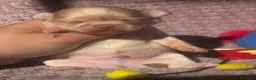 Chihuahua cani in vendita: Chihuahua cuccioli - Annuncio 13
