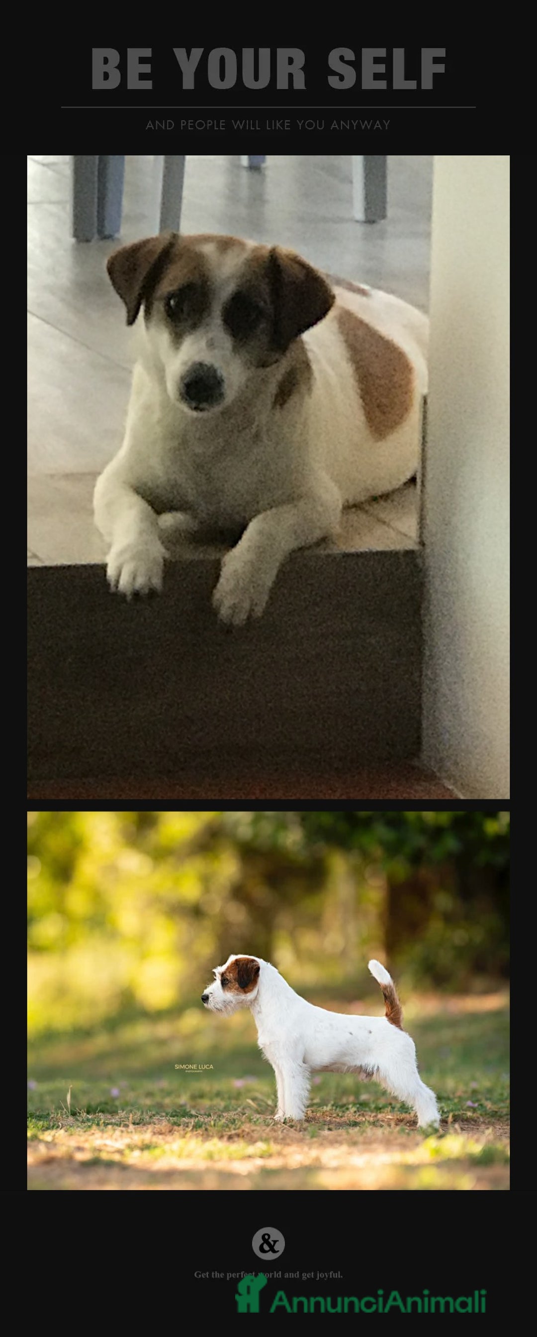 Jack Russell cani in vendita: Cuccioli Jack Russell  - Annuncio 4