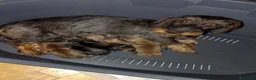 Bassotto cani in vendita: Bassotta pelo duro kaninchen cioccolato - Annuncio 9