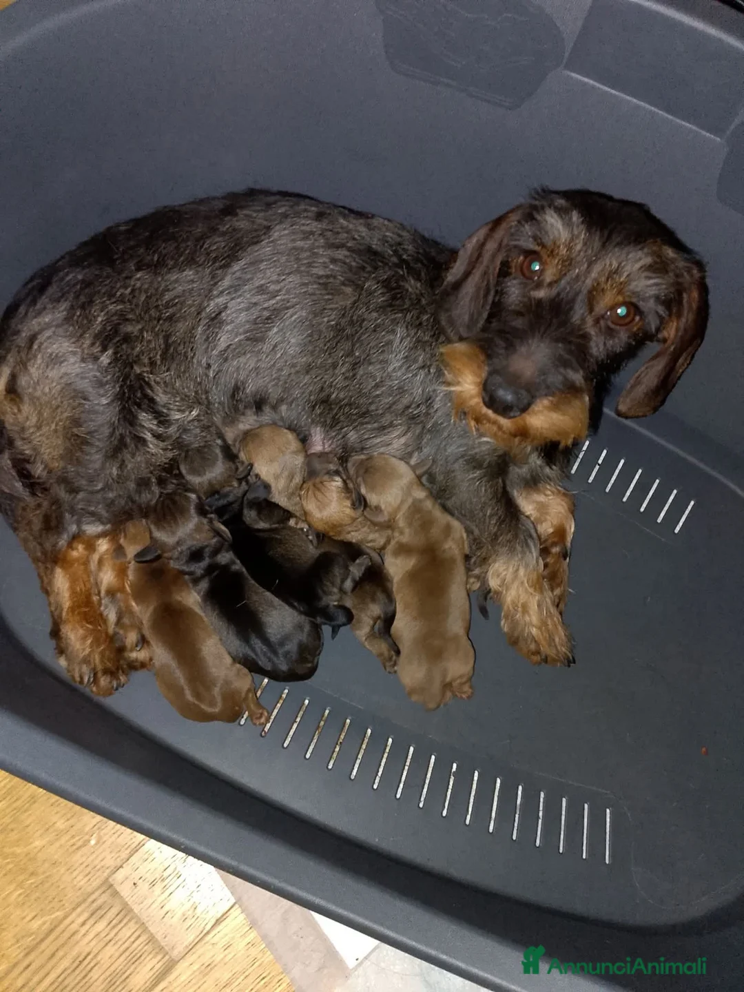 Bassotto cani in vendita: Bassotta pelo duro kaninchen cioccolato - Annuncio 9