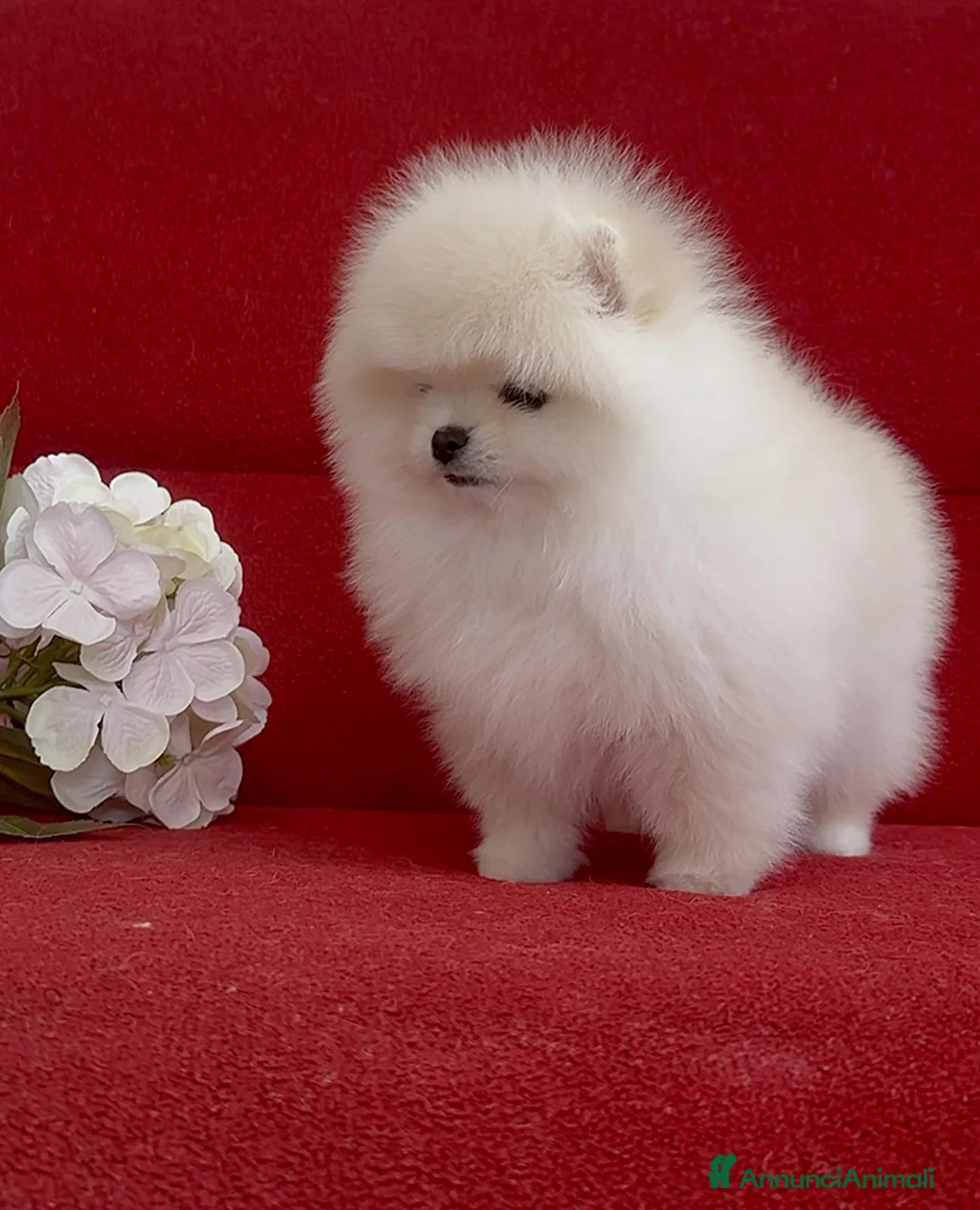 Volpino Pomerania cani in vendita: Femmine di Pomerania - Annuncio 7