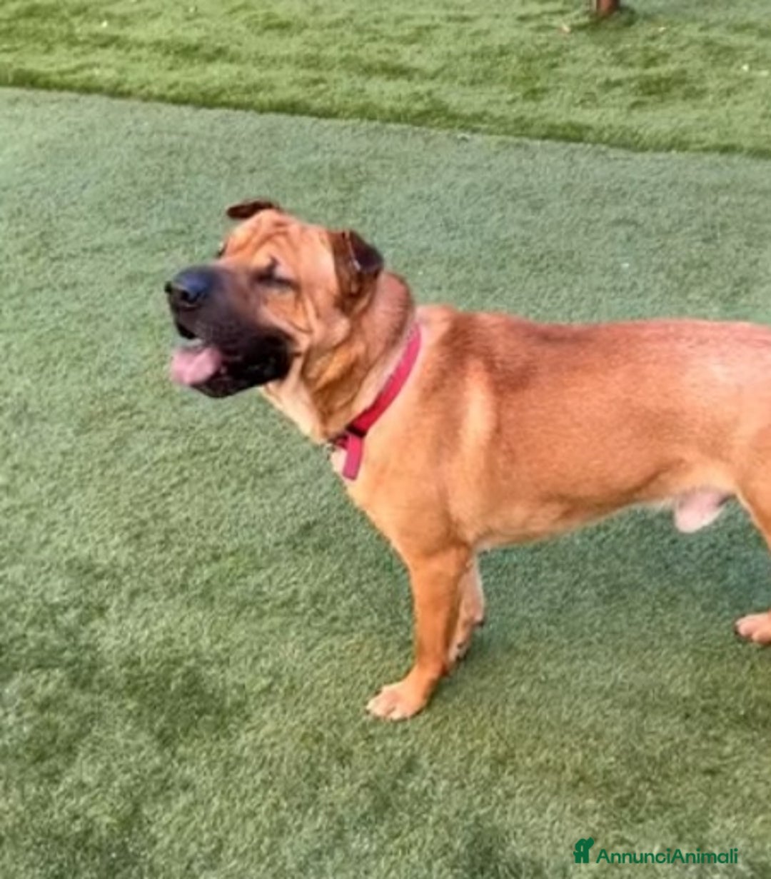 Meticcio cani in regalo: Mix Sharpei 5anni PRESTO IN CANILE!MILANO - Annuncio 3