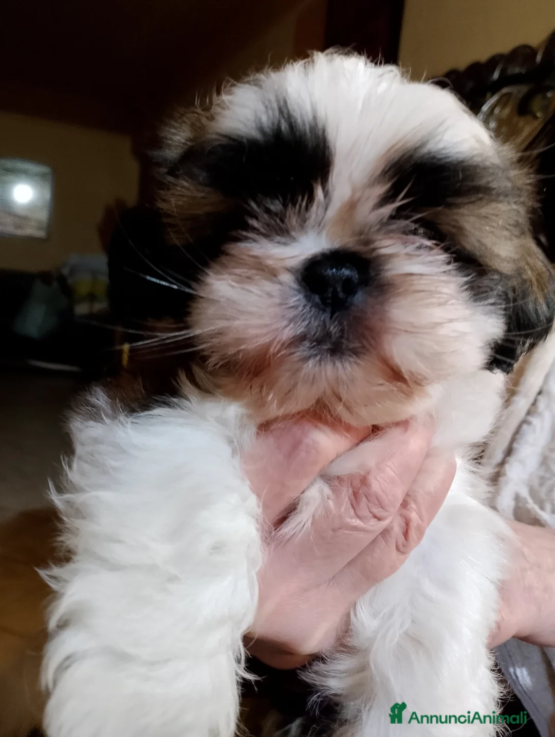Shih Tzu cani in vendita: Cuccioli di shitzu a Città metropolitana di Roma Capitale - Annuncio 1