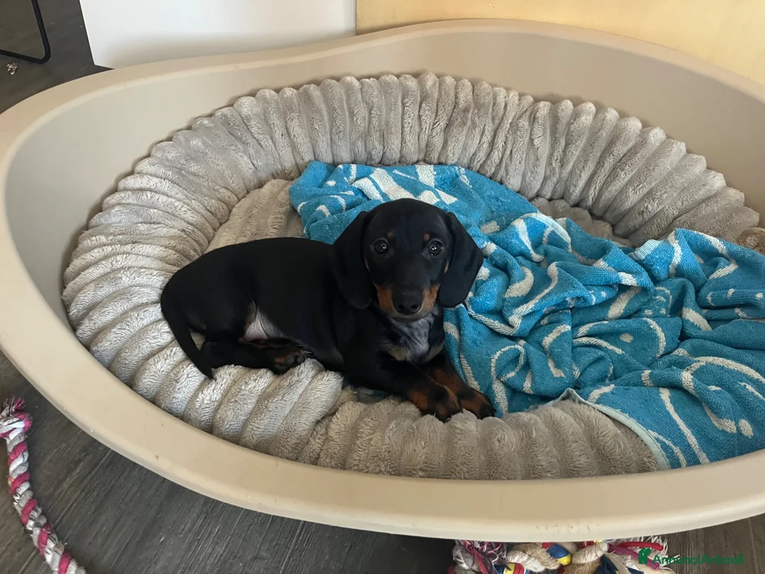 Bassotto cani in vendita: Bassotto nano a Provincia di Novara - Annuncio 3