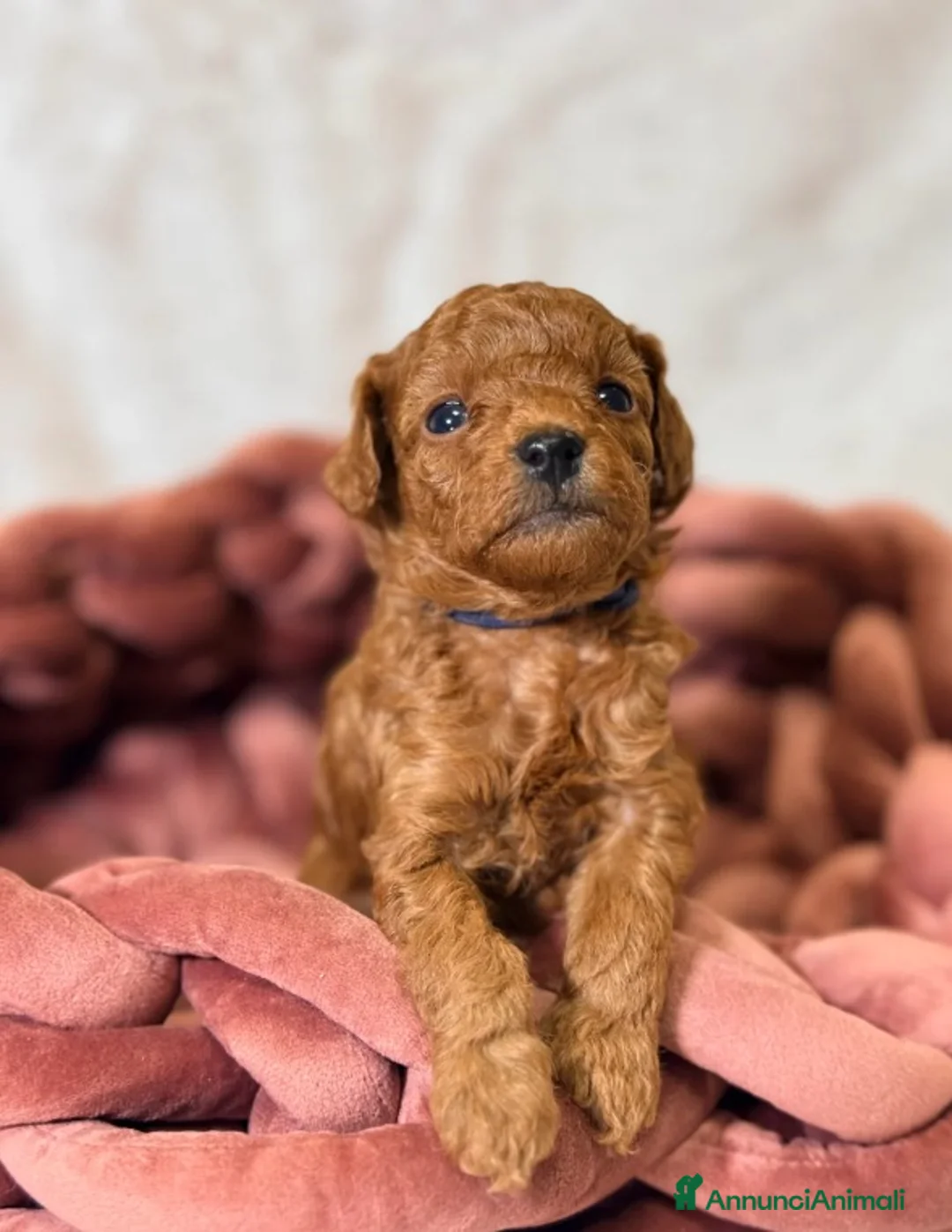 Barboncino Toy cani in vendita: Cuccioli di barboncino Toy rosso asiatico Toy barb - Annuncio 5