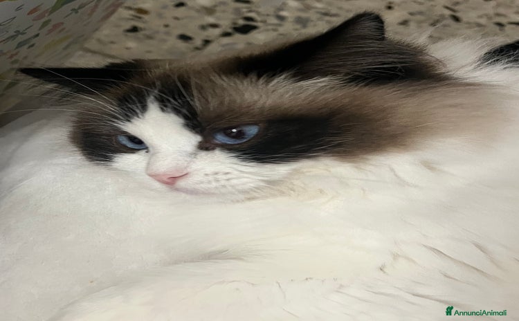 Ragdoll gatti a Provincia di Lodi - Annuncio 15