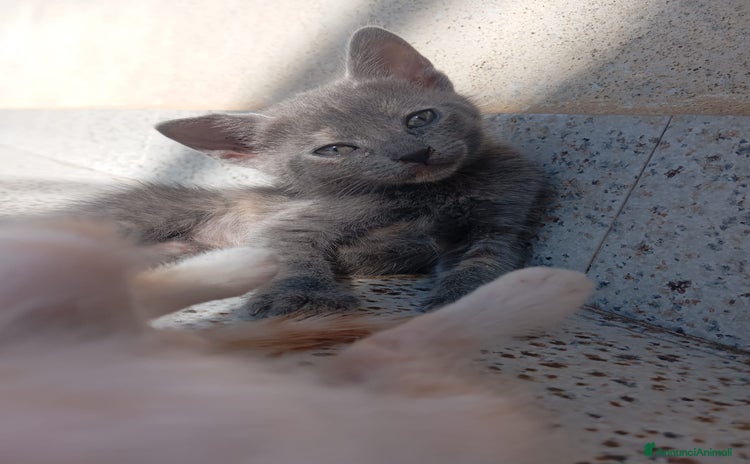 Altre razze gatti a Città metropolitana di Catania - Annuncio 18