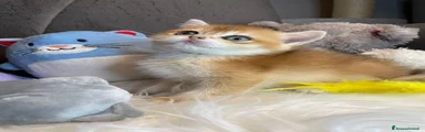 L.... 
