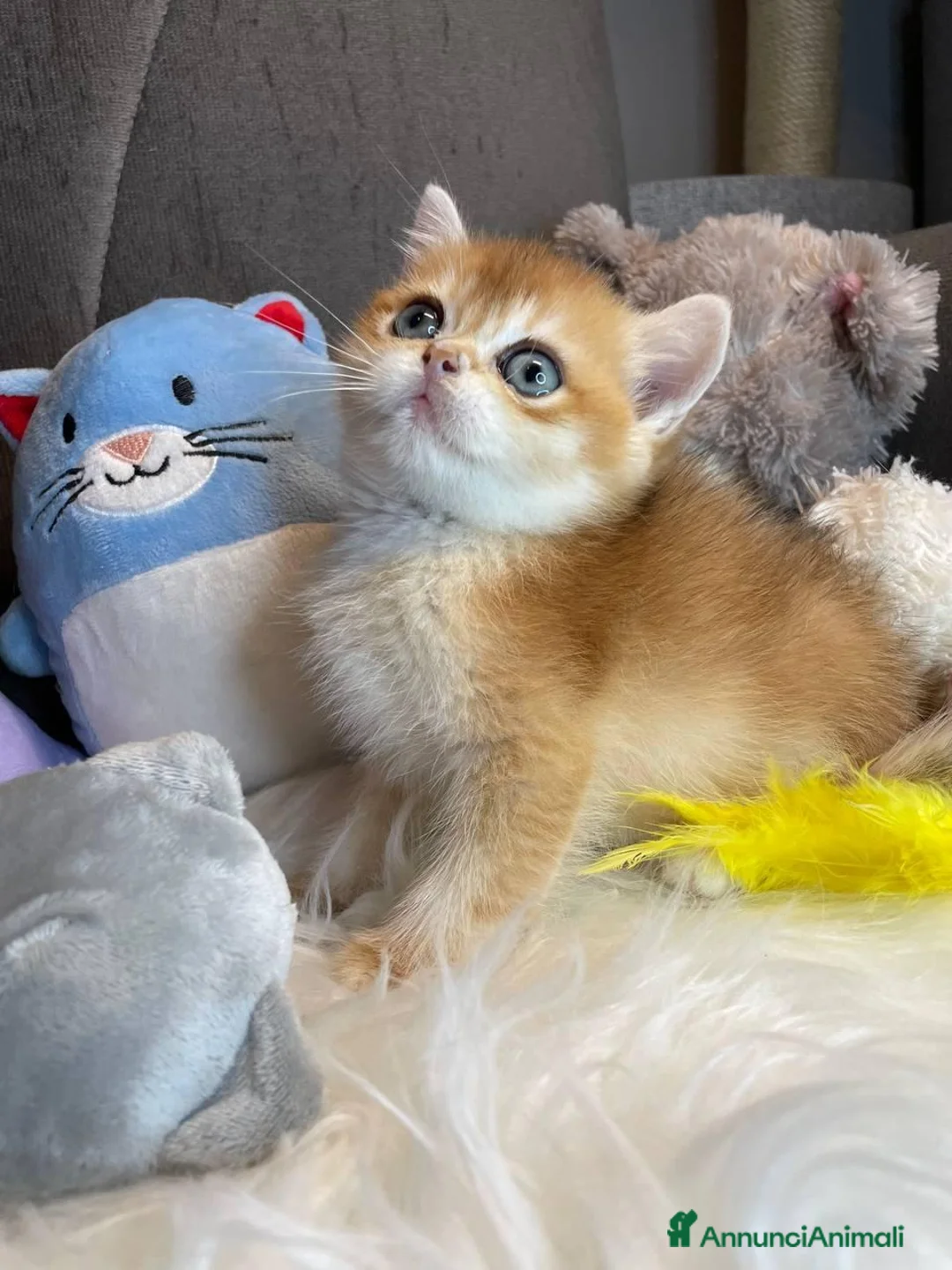 British gatti in vendita: Cuccioli British  - Annuncio 18