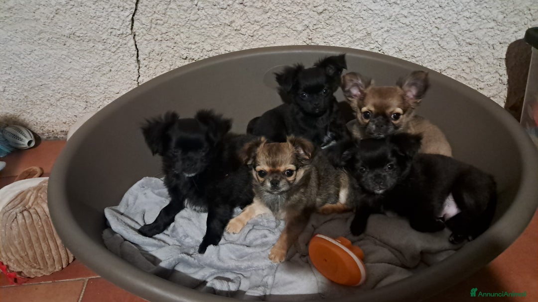 Chihuahua cani in vendita: Cuccioli chihuahua pelo lungo - Annuncio 6