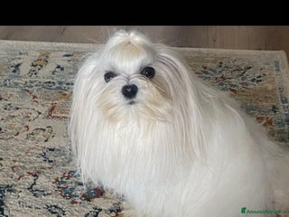 Maltese cani Accoppiamento - Annuncio 1