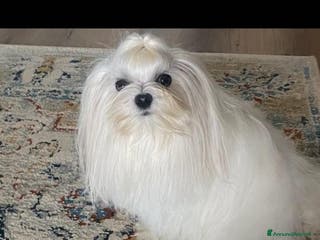 Maltese cani Accoppiamento - Annuncio 2