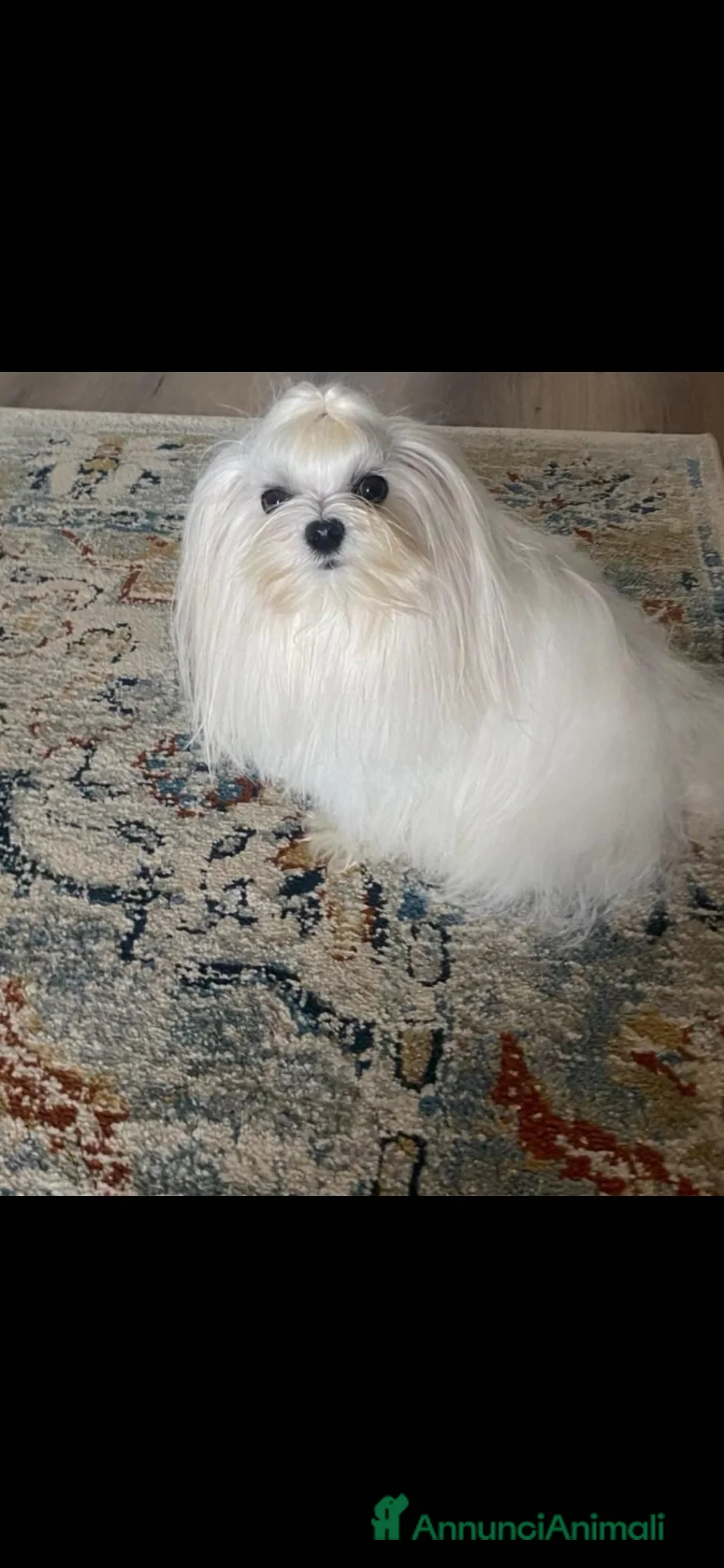 Maltese cani per accoppiamento: Accoppiamento  - Annuncio 1