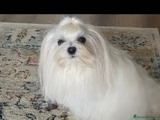 Maltese cani Accoppiamento - Annuncio 33